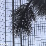 Branch of a pine tree in silhouette against the glass facade of a large building.