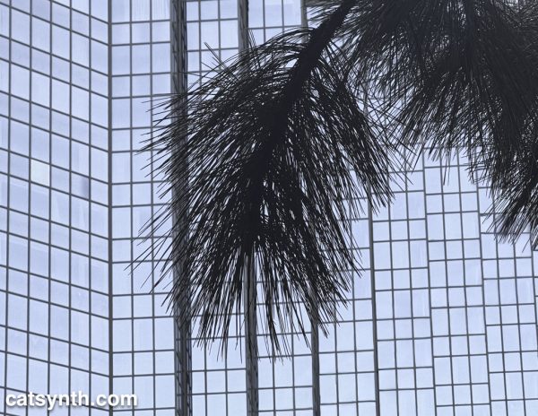 Branch of a pine tree in silhouette against the glass facade of a large building.