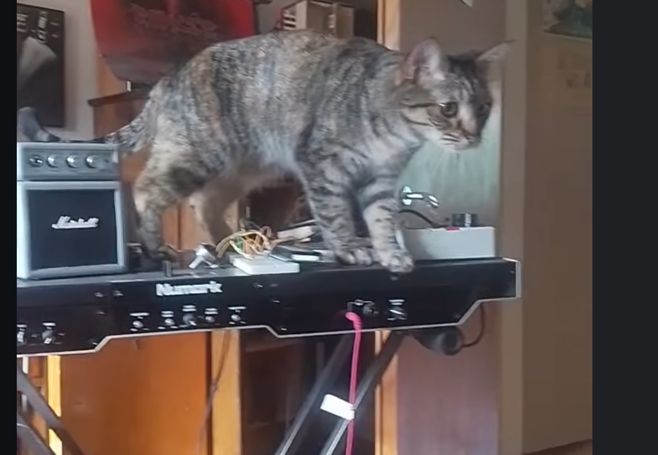 Pöpö helps with digitizing tapes