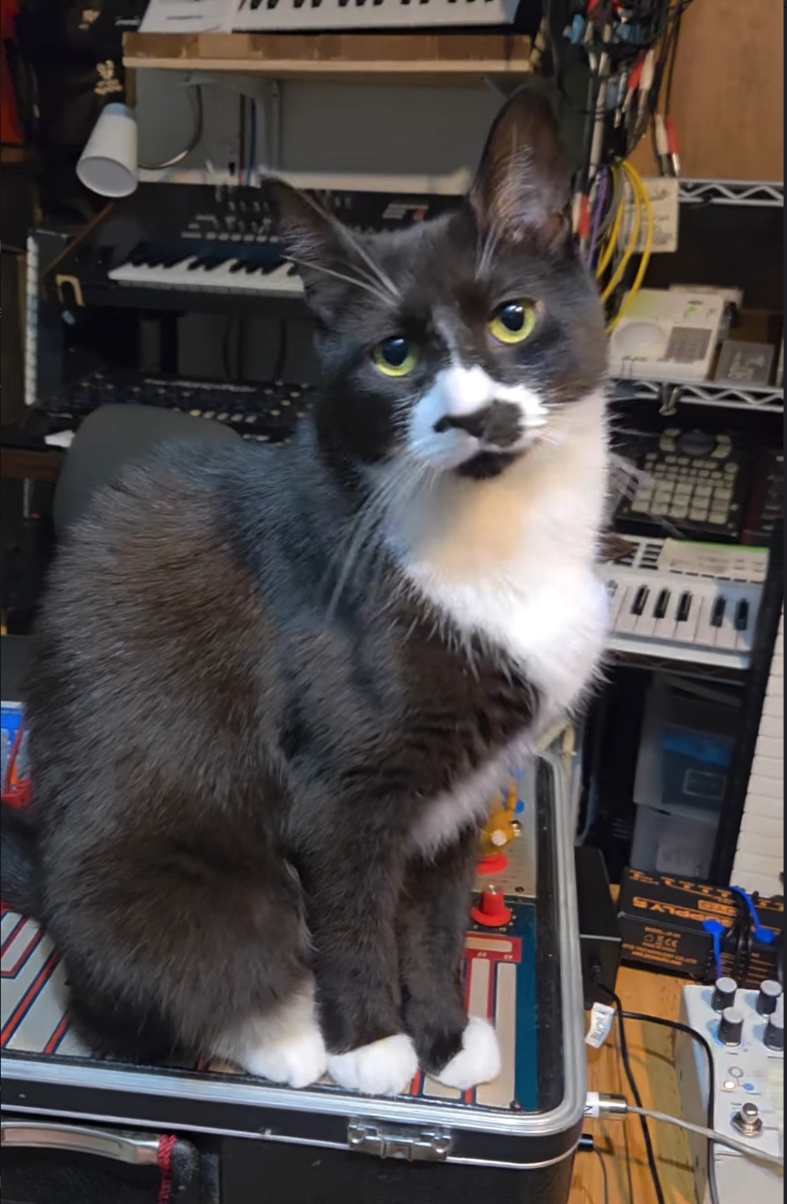 Grady the “Easel Weasel”
