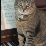 Tabby cat sitting on a piano