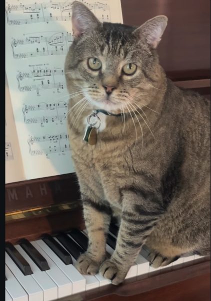 Tabby cat sitting on a piano