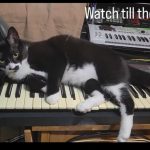Tuxedo cat on an SQ-80 synth