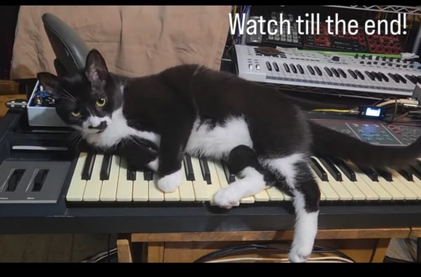 Tuxedo cat on an SQ-80 synth