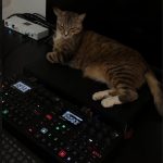 Tabby cat next to Elektron synthesizer boxes