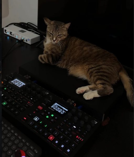 Tabby cat next to Elektron synthesizer boxes