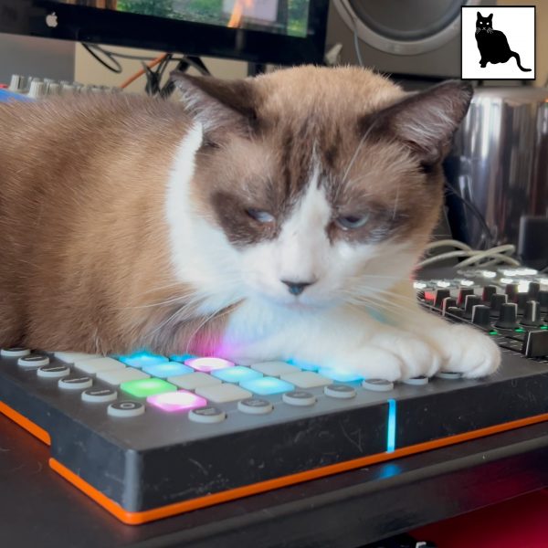 Brown and white cat on a MIDI grid controller with light-up buttons.