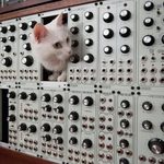 White cat inside a silver 5U height modular synthesizer system.