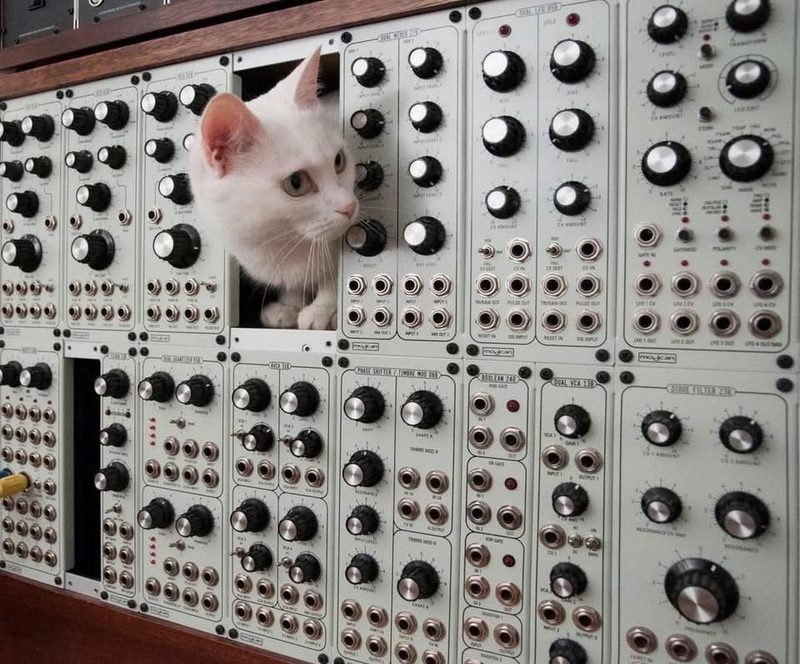 White cat inside a silver 5U height modular synthesizer system.