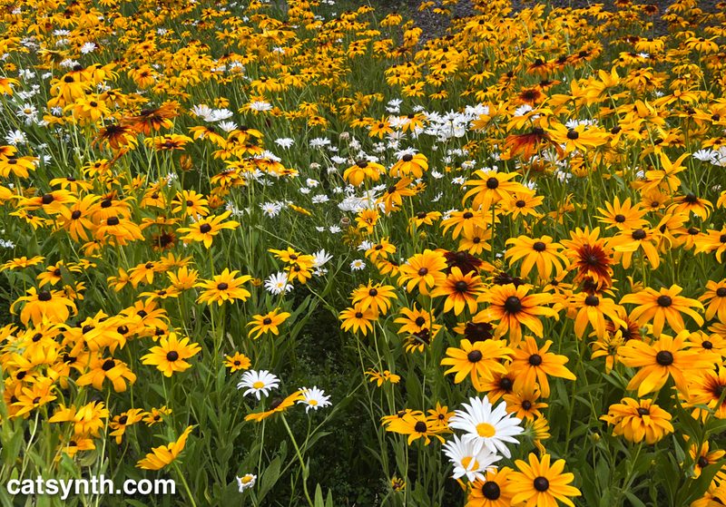 A field with black-eyed Susan and daisy flowers.