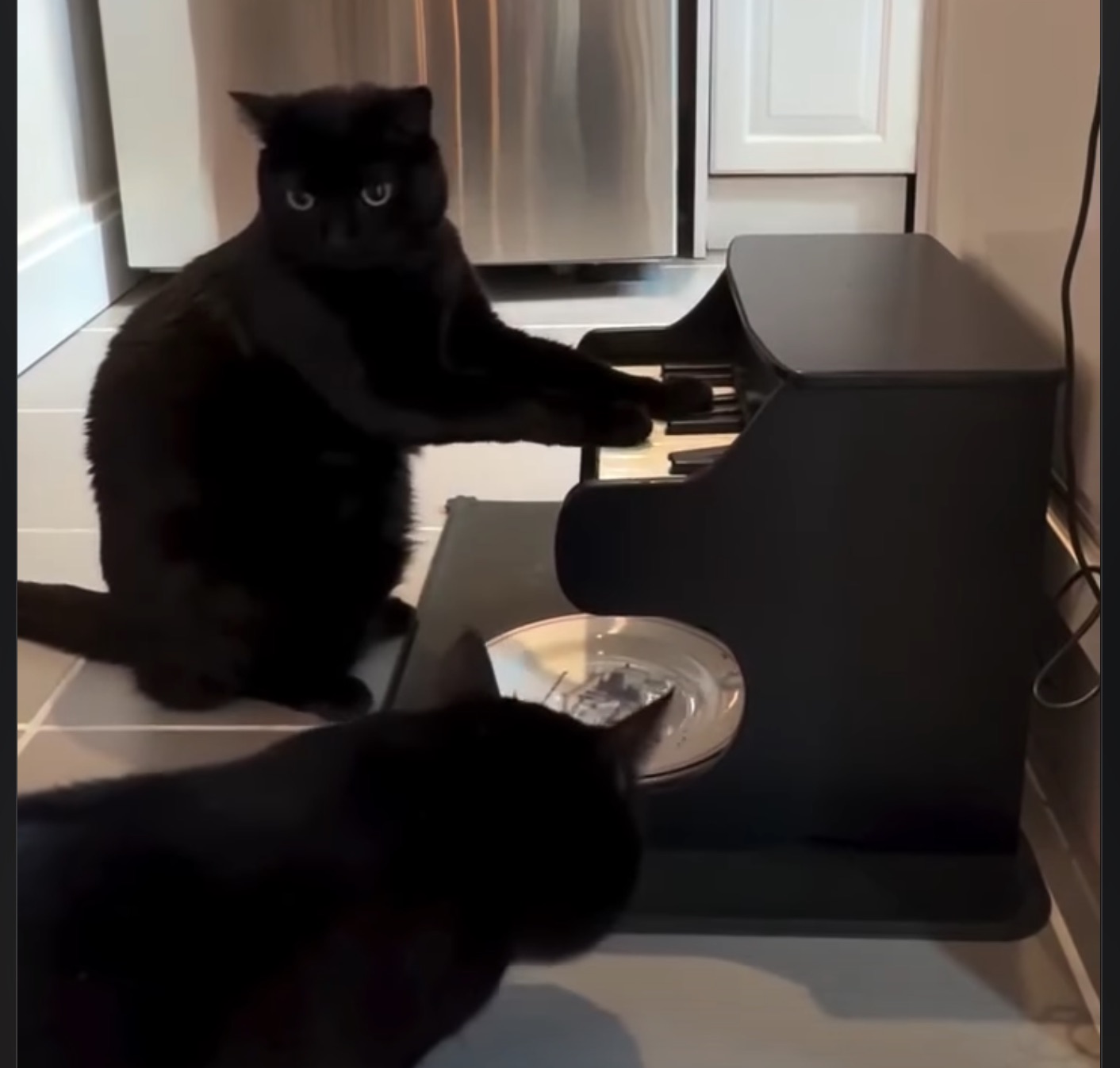 Luna on the piano (Black Cat Appreciation Day)