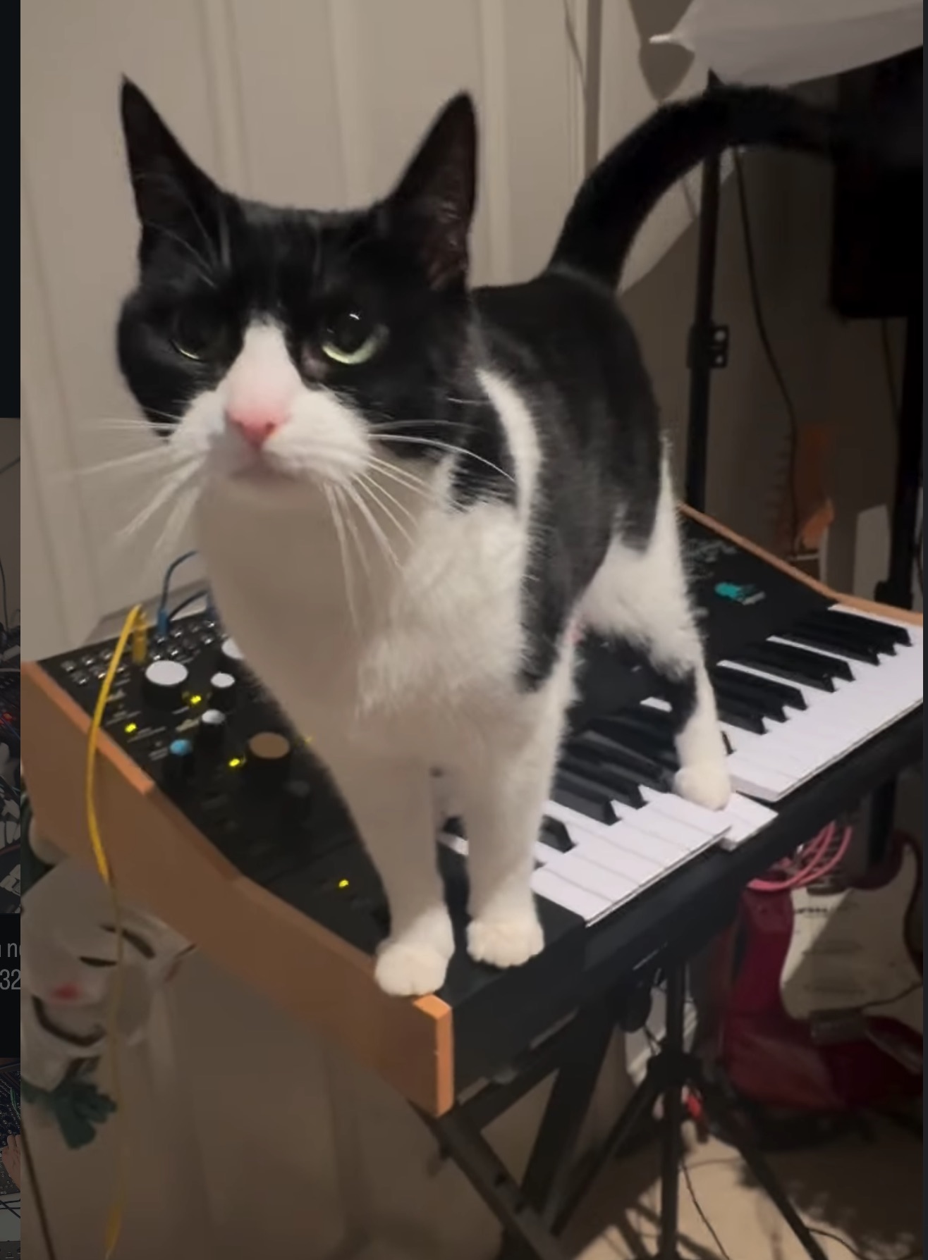 Inara performing on keyboards and modular
