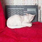 Cream colored cat napping on a red blanket in fromt of a Tama Techstar TAM500 drum machine.