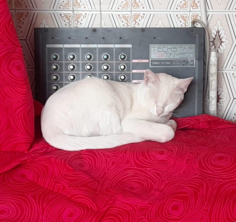 Cream colored cat napping on a red blanket in fromt of a Tama Techstar TAM500 drum machine.