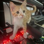 Orange kitten standing on an Ensoniq SQ-80 synthesizer