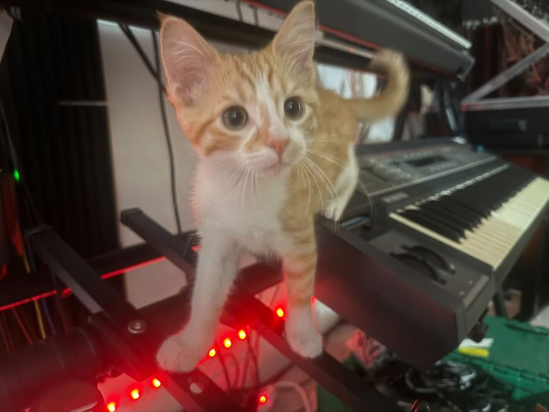 Orange kitten standing on an Ensoniq SQ-80 synthesizer