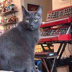 Gray cat with two red special-edition Minimoog synthesizers.
