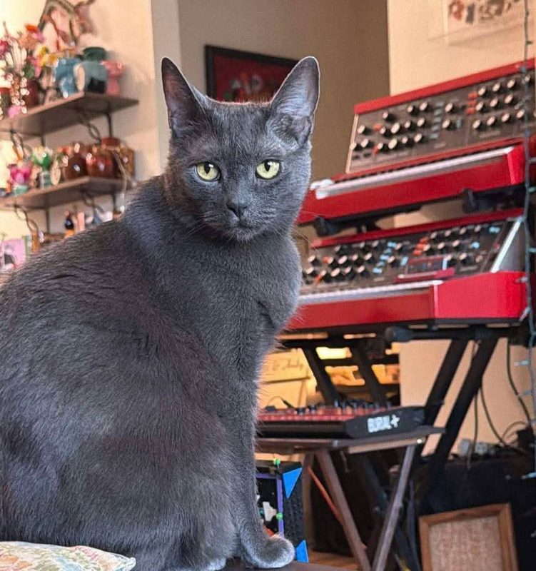 Gray cat with two red special-edition Minimoog synthesizers.