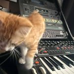 Orange kitten jumping on various synthesizers