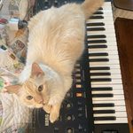 Cream colored cat sitting on a Korg Mono/Poly synthesizer.