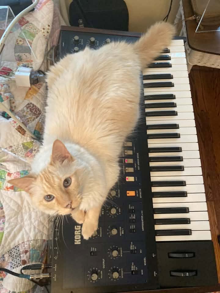Dizzy Ra Nilsson and Korg Mono/Poly