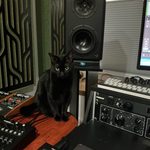 Adorable black cat posing among pieces of audio gear.