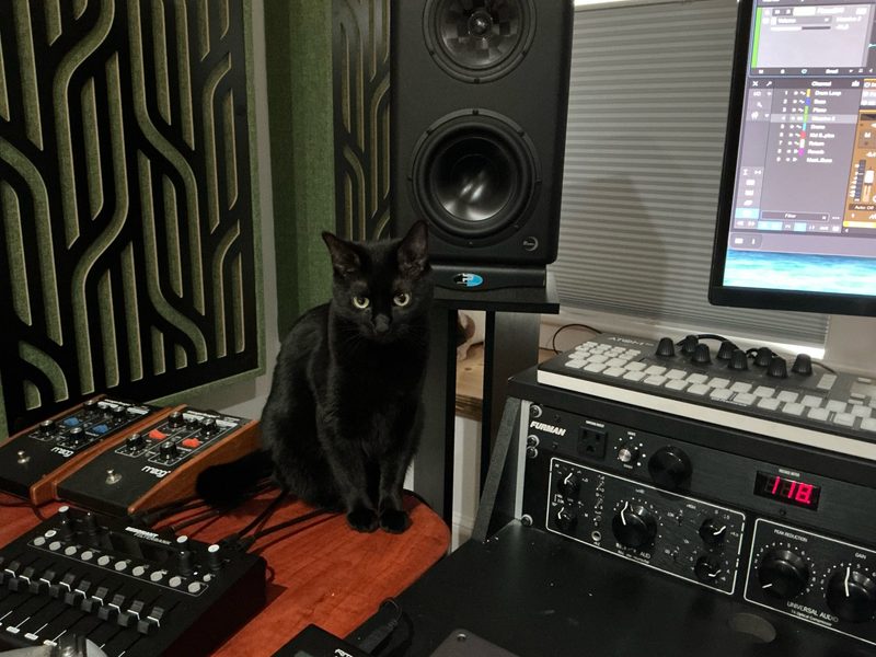 Adorable black cat posing among pieces of audio gear.