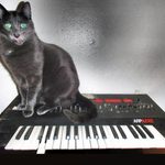 Black and white cat sitting on top of an ARP Axxe synthesizer.