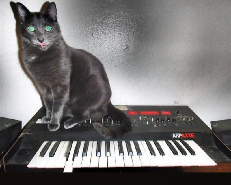 A black cat sits on top of an Arp Axxe synthesizer