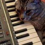 Tabby cat resting his head on a Casio keyboard.