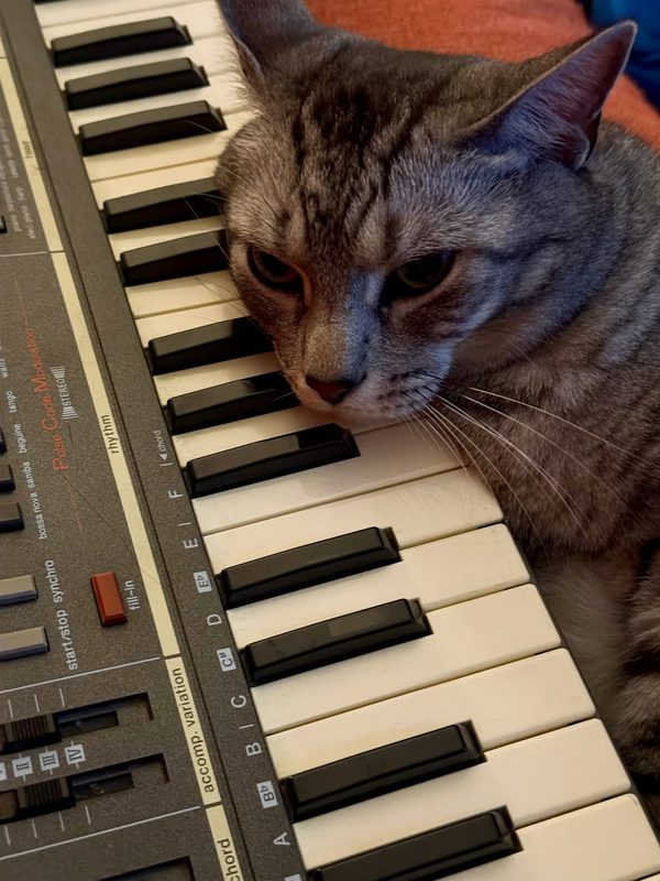 Tabby cat resting his head on a Casio keyboard.