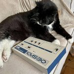 Older tuxedo cat with. korg KMS-30 syncrhonizer unit (MIDI to old-style DIN sync).
