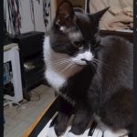 Tuxedo cat standing on a keyboard synthesizer