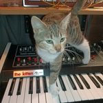 Orange tabby kitten on an Octave KItten synthesizer.