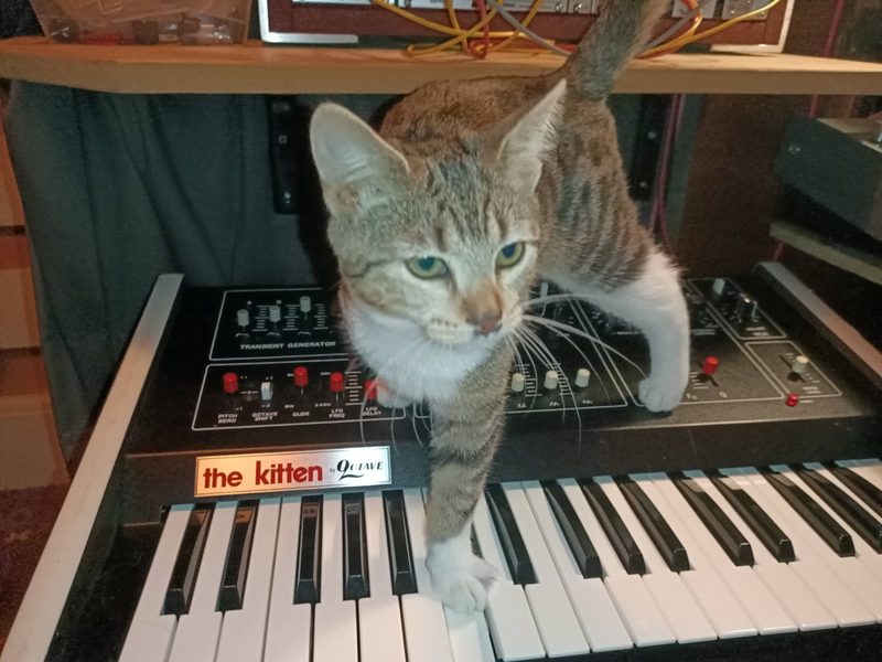 Orange tabby kitten on an Octave KItten synthesizer.