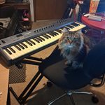 A fluffy tabby cat named Asparagus next to an Oxygen 61 MIDI keyboard