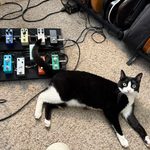 Tuxedo cat sitting in front of a pedalboard with several guitar pedals, and next to a rack of electric guitars.