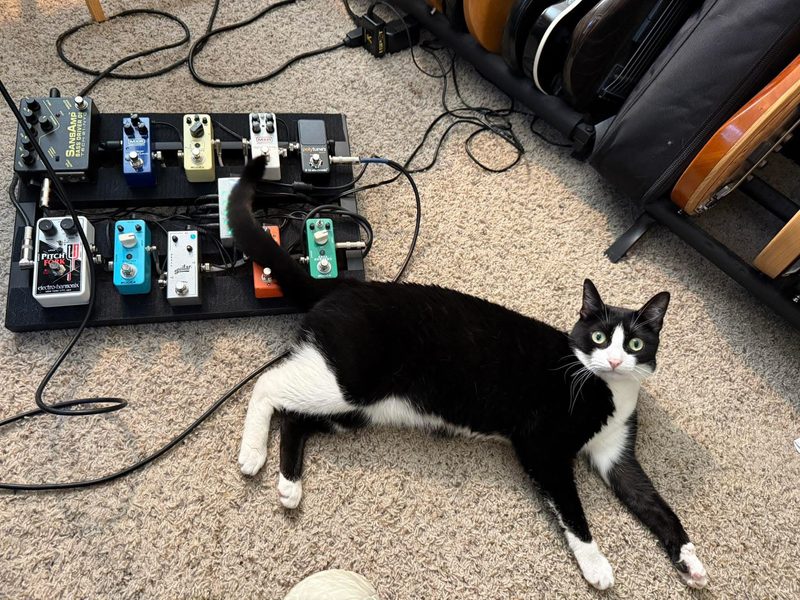 Tuxedo cat sitting in front of a pedalboard with several guitar pedals, and next to a rack of electric guitars.