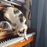 Calico cat on an upright piano.