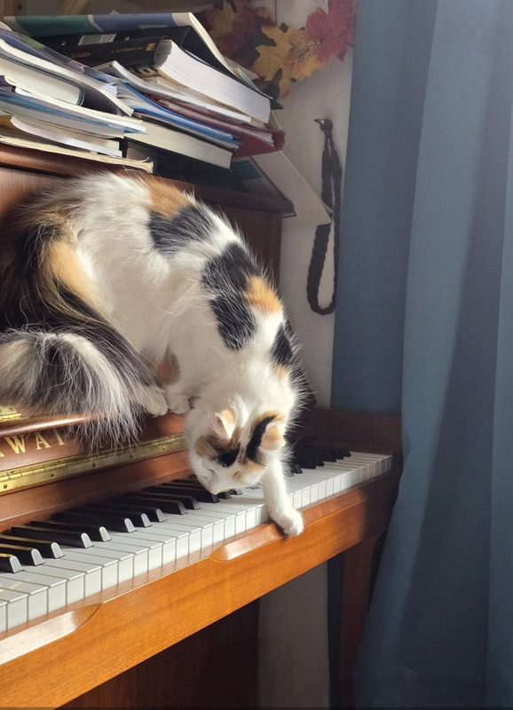 Calico cat on an upright piano.
