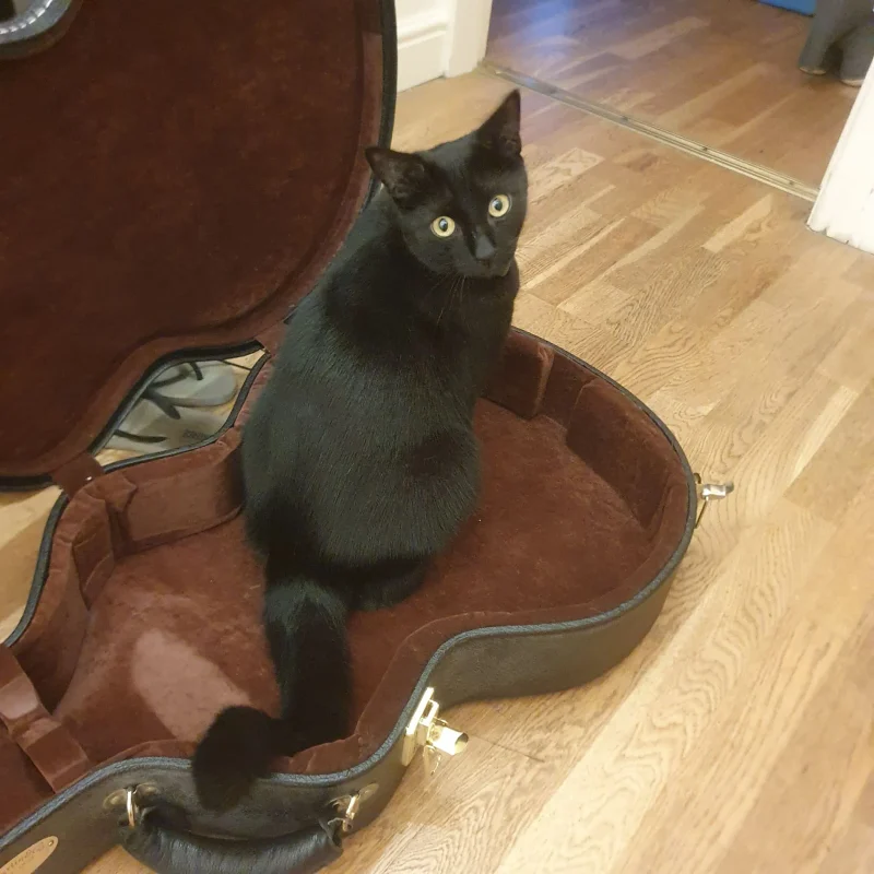 Black cat sitting in a guitar case and looking at the camera.