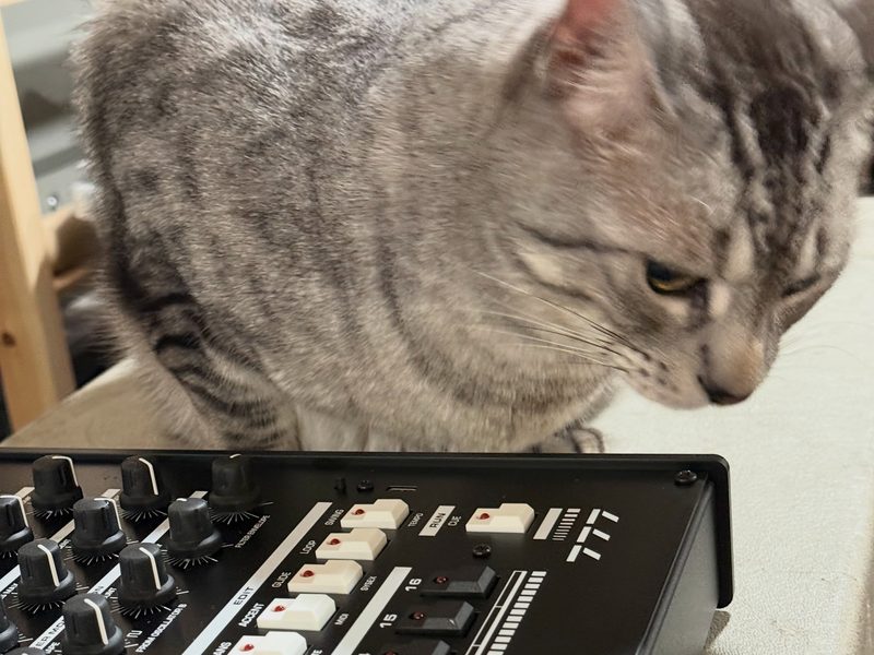 Cute gray tabby cat with a Future Retro 777 synthesizer.