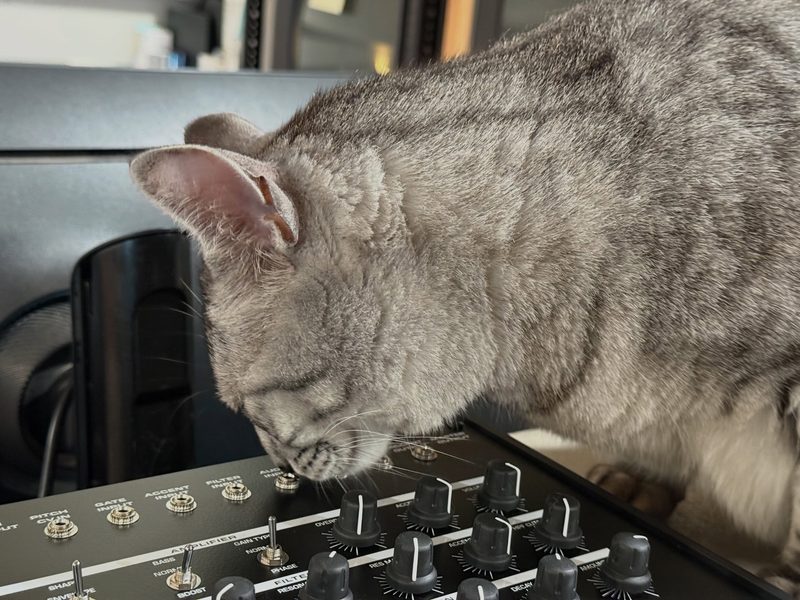 Cute gray tabby cat with a Future Retro 777 synthesizer.