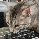 Cute gray tabby cat with a Future Retro 777 synthesizer.