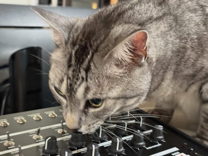 Cute gray tabby cat with a Future Retro 777 synthesizer.