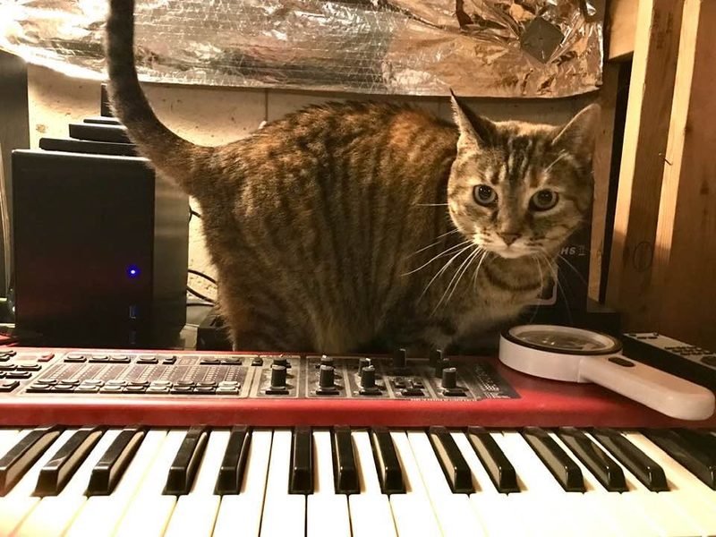 Small brown tabby cat standing behind a large red Nord keyboard