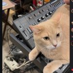 Orange cat on a Behringer MS-5 synthesizer