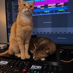 Orange cat and tabby cat sitting behind Elektron Syntakt and Digitakt beat machines.