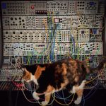 Calico cat walking in front of a large Eurorack modular system.